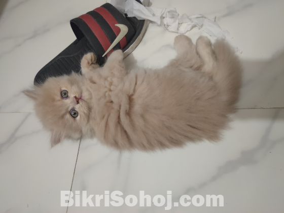 Ginger Persian Cat Punch Face (Exotic Bloodline)